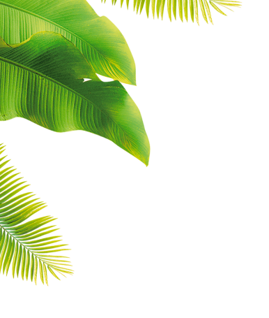 Image du feuille